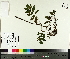  ( - NC2012_464)  @11 [ ] CreativeCommons - Attribution Non-Commercial (2014) MTMG McGill University Herbarium