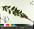  ( - NC2012_518)  @11 [ ] CreativeCommons - Attribution Non-Commercial (2014) MTMG McGill University Herbarium
