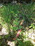 ( - NC2012_287)  @11 [ ] CreativeCommons - Attribution Non-Commercial (2012) MTMG McGill University Herbarium