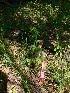  ( - NC2012_287)  @11 [ ] CreativeCommons - Attribution Non-Commercial (2012) MTMG McGill University Herbarium