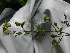  ( - NC2012_331)  @11 [ ] CreativeCommons - Attribution Non-Commercial (2012) MTMG McGill University Herbarium