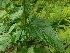  ( - NC2012_331)  @11 [ ] CreativeCommons - Attribution Non-Commercial (2012) MTMG McGill University Herbarium