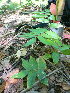  ( - NC2012_364)  @11 [ ] CreativeCommons - Attribution Non-Commercial (2012) MTMG McGill University Herbarium