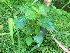  ( - NC2012_406)  @11 [ ] CreativeCommons - Attribution Non-Commercial (2012) MTMG McGill University Herbarium