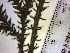  ( - NC2012_408)  @11 [ ] CreativeCommons - Attribution Non-Commercial (2012) MTMG McGill University Herbarium