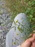  ( - NC2012_438)  @11 [ ] CreativeCommons - Attribution Non-Commercial (2012) MTMG McGill University Herbarium