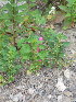 ( - NC2012_491)  @11 [ ] CreativeCommons - Attribution Non-Commercial (2012) MTMG McGill University Herbarium