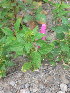  ( - NC2012_491)  @11 [ ] CreativeCommons - Attribution Non-Commercial (2012) MTMG McGill University Herbarium