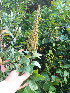  ( - NC2012_518)  @11 [ ] CreativeCommons - Attribution Non-Commercial (2012) MTMG McGill University Herbarium