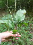  ( - NC2012_526)  @11 [ ] CreativeCommons - Attribution Non-Commercial (2012) MTMG McGill University Herbarium