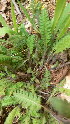 ( - NC2012_60)  @11 [ ] CreativeCommons - Attribution Non-Commercial (2012) MTMG McGill University Herbarium