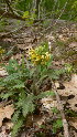  ( - NC2012_60)  @11 [ ] CreativeCommons - Attribution Non-Commercial (2012) MTMG McGill University Herbarium