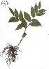  ( - NC2012_77)  @11 [ ] CreativeCommons - Attribution Non-Commercial (2012) MTMG McGill University Herbarium