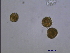  ( - PRSH1)  @12 [ ] Unspecified (default): All Rights Reserved  Unspecified Unspecified