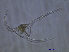  (Neoceratium longipes - STN2Bedford_cerat3 6/21/2006)  @13 [ ] Unspecified (default): All Rights Reserved  Unspecified Unspecified
