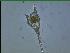  (Neoceratium lineatum - cerat_BB_4_Jan24)  @11 [ ] Unspecified (default): All Rights Reserved  Unspecified Unspecified