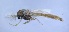  ( - GCUL-MTINS-210)  @11 [ ] CreativeCommons - Attribution Non-Commercial Share-Alike (2019) H. M. Tahir Government College University of Lahore