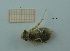  ( - MT58_Sfon_2018_5)  @11 [ ] CreativeCommons - Attribution Share-Alike (2019) Unspecified University of Lodz, Faculty of Biology and Environmental Protection