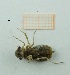  ( - MT44_Sfon_2018_1)  @11 [ ] CreativeCommons - Attribution Share-Alike (2019) Unspecified University of Lodz, Faculty of Biology and Environmental Protection
