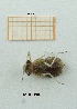  ( - MT44_Sfon_2018_4)  @11 [ ] CreativeCommons - Attribution Share-Alike (2019) Unspecified University of Lodz, Faculty of Biology and Environmental Protection