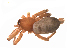  ( - UOS-MTSPD-0107)  @11 [ ] CreativeCommons - Attribution (2016) G. Blagoev Centre for Biodiversity Genomics