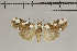  (Mudaria minoroides - MJP00006)  @11 [ ] CreativeCommons - Attribution Non-Commercial (2018) Marko Mutanen University of Oulu