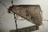  (Tephriopis MJP1 - MJP00072)  @11 [ ] CreativeCommons - Attribution Non-Commercial (2018) Marko Mutanen University of Oulu