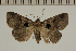  (Tephriopis MJP2 - MJP00073)  @11 [ ] CreativeCommons - Attribution Non-Commercial (2018) Marko Mutanen University of Oulu