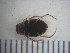  (Hydrochus sp - IEGEBA-EVO-0373)  @11 [ ] Copyright (2016) Alejandro Saint Esteven Facultad de Ciencias Exactas y Naturales - Universidad de Buenos Aires