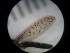  ( - IEGEBA-EVO-0438)  @11 [ ] Copyright (2016) Alejandro Saint Esteven Facultad de Ciencias Exactas y Naturales - Universidad de Buenos Aires