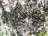  ( - EDNA23-0065029)  @11 [ ] CreativeCommons  Attribution Non-Commercial Share-Alike (2025) David Belll Royal Botanic Garden Edinburgh