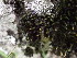  ( - EDNA23-0065029)  @11 [ ] CreativeCommons  Attribution Non-Commercial Share-Alike (2025) David Belll Royal Botanic Garden Edinburgh