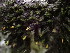  ( - EDNA23-0065029)  @11 [ ] CreativeCommons  Attribution Non-Commercial Share-Alike (2025) David Belll Royal Botanic Garden Edinburgh