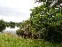  (Lewinskya - EDNA23-0065029)  @11 [ ] CreativeCommons  Attribution Non-Commercial Share-Alike (2025) David Belll Royal Botanic Garden Edinburgh