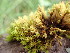  ( - EDNA23-0065030)  @11 [ ] CreativeCommons  Attribution Non-Commercial Share-Alike (2025) David Belll Royal Botanic Garden Edinburgh