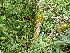  ( - EDNA23-0065030)  @11 [ ] CreativeCommons  Attribution Non-Commercial Share-Alike (2025) David Belll Royal Botanic Garden Edinburgh