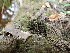  ( - EDNA23-0065032)  @11 [ ] CreativeCommons  Attribution Non-Commercial Share-Alike (2025) David Belll Royal Botanic Garden Edinburgh