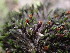  ( - EDNA23-0065032)  @11 [ ] CreativeCommons  Attribution Non-Commercial Share-Alike (2025) David Belll Royal Botanic Garden Edinburgh