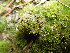  ( - EDNA24-0065648)  @11 [ ] CreativeCommons  Attribution Non-Commercial Share-Alike (2025) David Belll Royal Botanic Garden Edinburgh