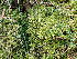  ( - EDNA24-0065361)  @11 [ ] CreativeCommons  Attribution Non-Commercial Share-Alike (2025) David Belll Royal Botanic Garden Edinburgh