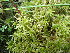 ( - EDNA24-0065361)  @11 [ ] CreativeCommons  Attribution Non-Commercial Share-Alike (2025) David Belll Royal Botanic Garden Edinburgh