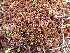  ( - EDNA24-0065651)  @11 [ ] CreativeCommons  Attribution Non-Commercial Share-Alike (2025) David Belll Royal Botanic Garden Edinburgh