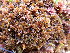  ( - EDNA24-0065651)  @11 [ ] CreativeCommons  Attribution Non-Commercial Share-Alike (2025) David Belll Royal Botanic Garden Edinburgh