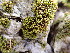  ( - EDNA24-0066478)  @11 [ ] CreativeCommons  Attribution Non-Commercial Share-Alike (2025) David Belll Royal Botanic Garden Edinburgh