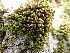  ( - EDNA24-0066478)  @11 [ ] CreativeCommons  Attribution Non-Commercial Share-Alike (2025) David Belll Royal Botanic Garden Edinburgh