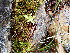  ( - EDNA24-0066669)  @11 [ ] CreativeCommons  Attribution Non-Commercial Share-Alike (2025) David Belll Royal Botanic Garden Edinburgh
