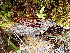  ( - EDNA24-0066669)  @11 [ ] CreativeCommons  Attribution Non-Commercial Share-Alike (2025) David Belll Royal Botanic Garden Edinburgh