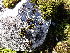  (Andreaeopsida - EDNA24-0067874)  @11 [ ] CreativeCommons  Attribution Non-Commercial Share-Alike (2025) David Belll Royal Botanic Garden Edinburgh