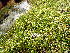  ( - EDNA24-0067880)  @11 [ ] CreativeCommons  Attribution Non-Commercial Share-Alike (2025) David Belll Royal Botanic Garden Edinburgh