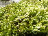 ( - EDNA24-0067880)  @11 [ ] CreativeCommons  Attribution Non-Commercial Share-Alike (2025) David Belll Royal Botanic Garden Edinburgh